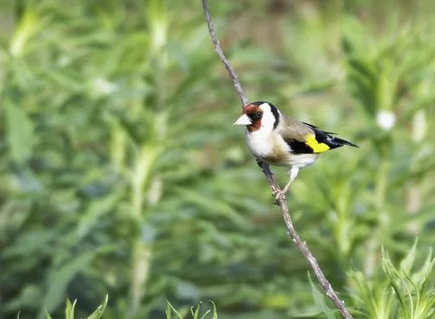 Goldfinch in Tree Stock Photos