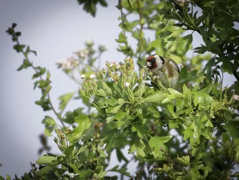 Goldfinch in Tree Stock Photos