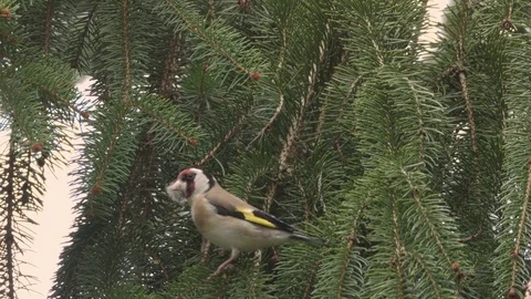 Goldfinch in a tree - springtime, building a nest Stock Footage