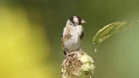 Goldfinch on a withered sunflower Stock Footage 281637013