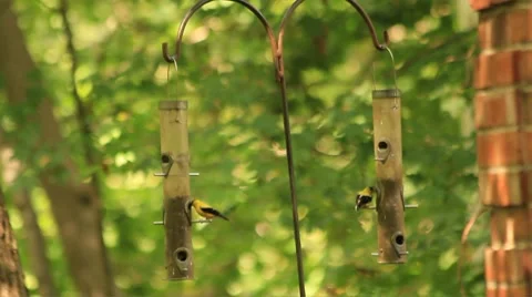 Goldfinches at bird feeders Video stock 8777853