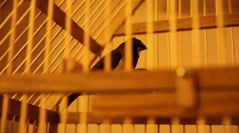 Goldfinches in the cell Stock Footage 8820994