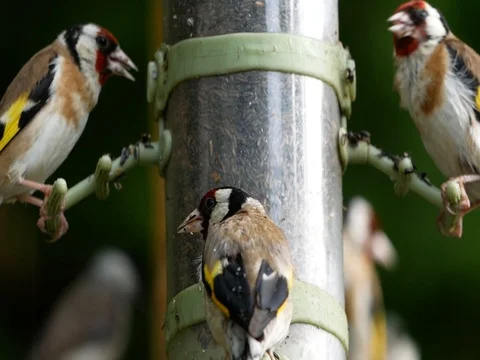 Goldfinches Feeding Stock Footage 77730147