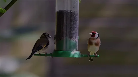 Goldfinches Feeding Stock Footage 129028556