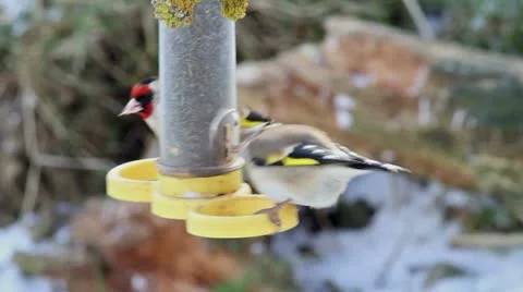 Goldfinches Stock Footage