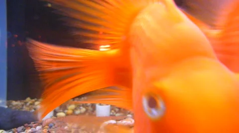 Goldfish 1 of 3 Stock Footage 1019566