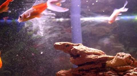 Goldfish 1 Stock Footage 7755289