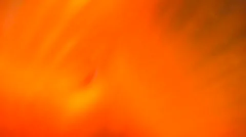 Goldfish 2 of 3 Stock Footage 1019592