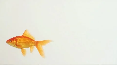 Goldfish 2K Video stock 882414