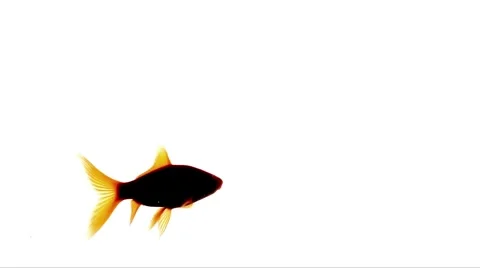 Goldfish 2K Video stock 883143