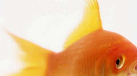 Goldfish 2K 動画素材 883147