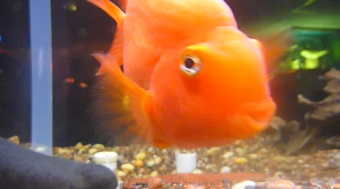 Goldfish 3 of 3 Stock Footage 1019601
