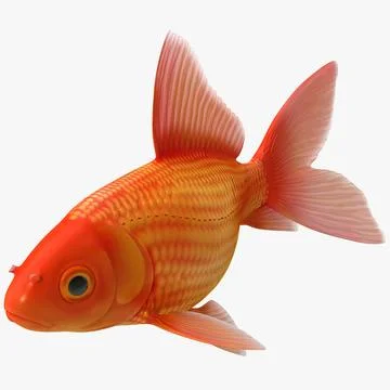 Goldfish 3 3D Model
