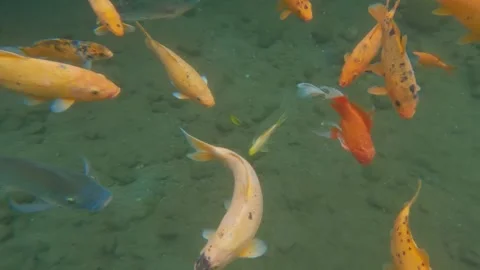 Goldfish activity in clear pond water Stock-Footage 307409697