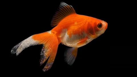 GoldFish Alpha Channel Vidéo 120448250