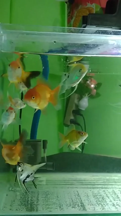 Goldfish and anglefish in an aquarium Stock Footage 237614914