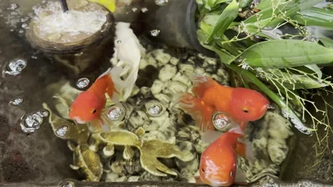 Goldfish And Mini Koi Fish Swimming In A Small Aquarium Stock Footage 335225189