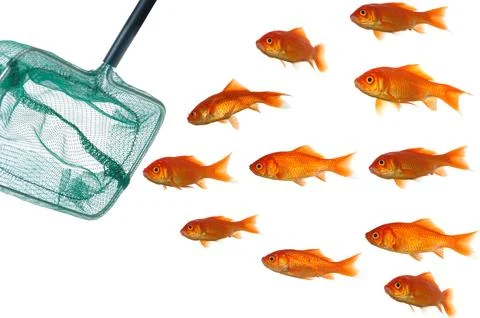 Goldfish and net Stock Photos