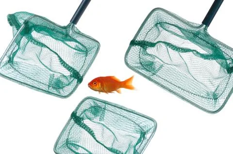 Goldfish and nets Stock Photos