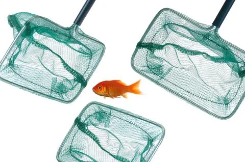 Goldfish and nets Stock Photos