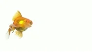 Goldfish Animal Isolated On White Background Stock Footage