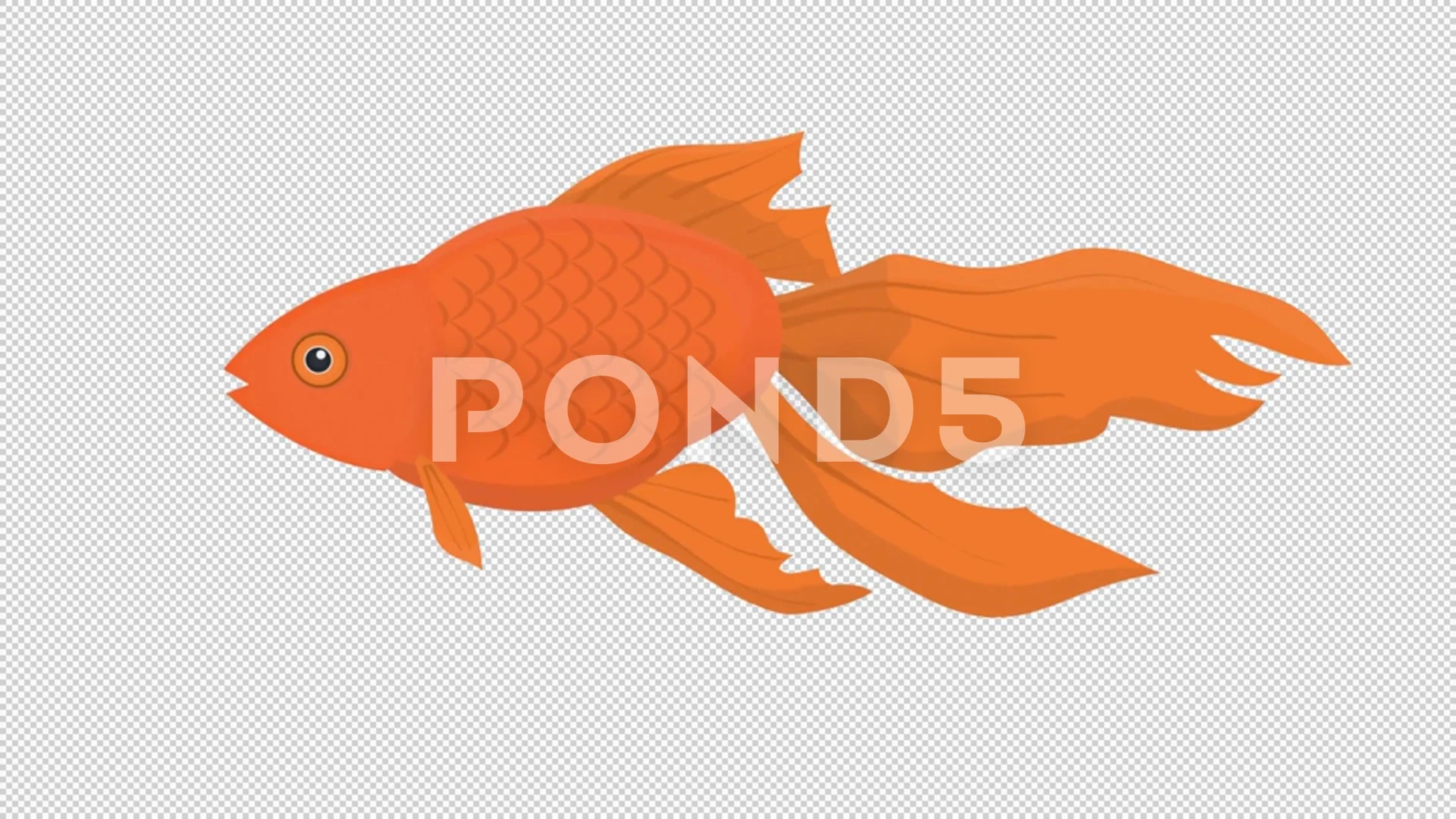 Goldfish. Animation of a beautiful fish.... | Stock Video | Pond5