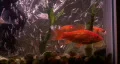 Goldfish In Aquarium 01 HD Footage