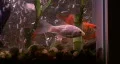 Goldfish In Aquarium 02 HD Footage