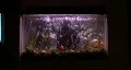 Goldfish In Aquarium 03 HD Footage