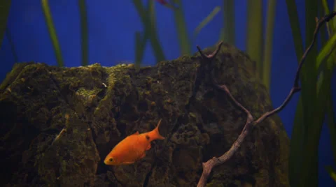 Goldfish in aquarium Stock-Footage 37626489
