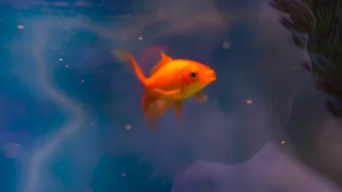 Goldfish in aquarium Stock Footage 73874052