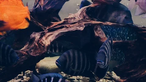 Goldfish in the aquarium Stock Footage 86211472
