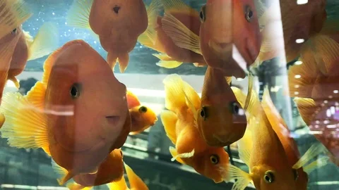 Goldfish in aquarium Stock Footage 93523712