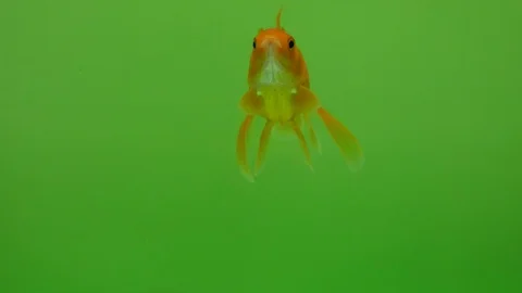 Goldfish in an aquarium. 스톡 동영상 116880504