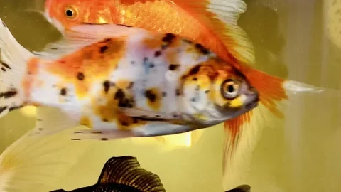 Goldfish aquarium Stock Footage 134011629