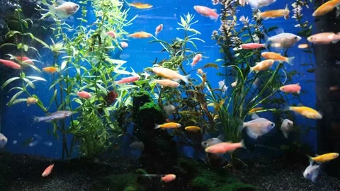 Goldfish in aquarium Stock Footage 170661568