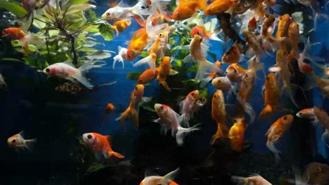 Goldfish in aquarium Stock Footage 170661720