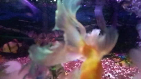 Goldfish aquarium Stock Footage 233184730