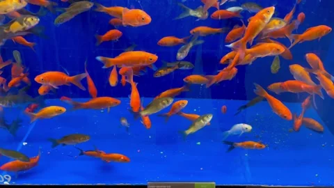 Goldfish in Aquarium Stock-Footage 233950395