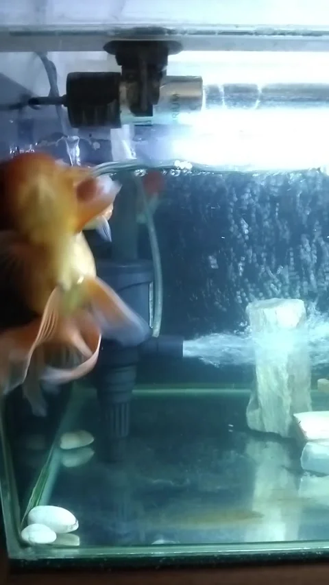 Goldfish in the Aquarium Stock Footage 342000492