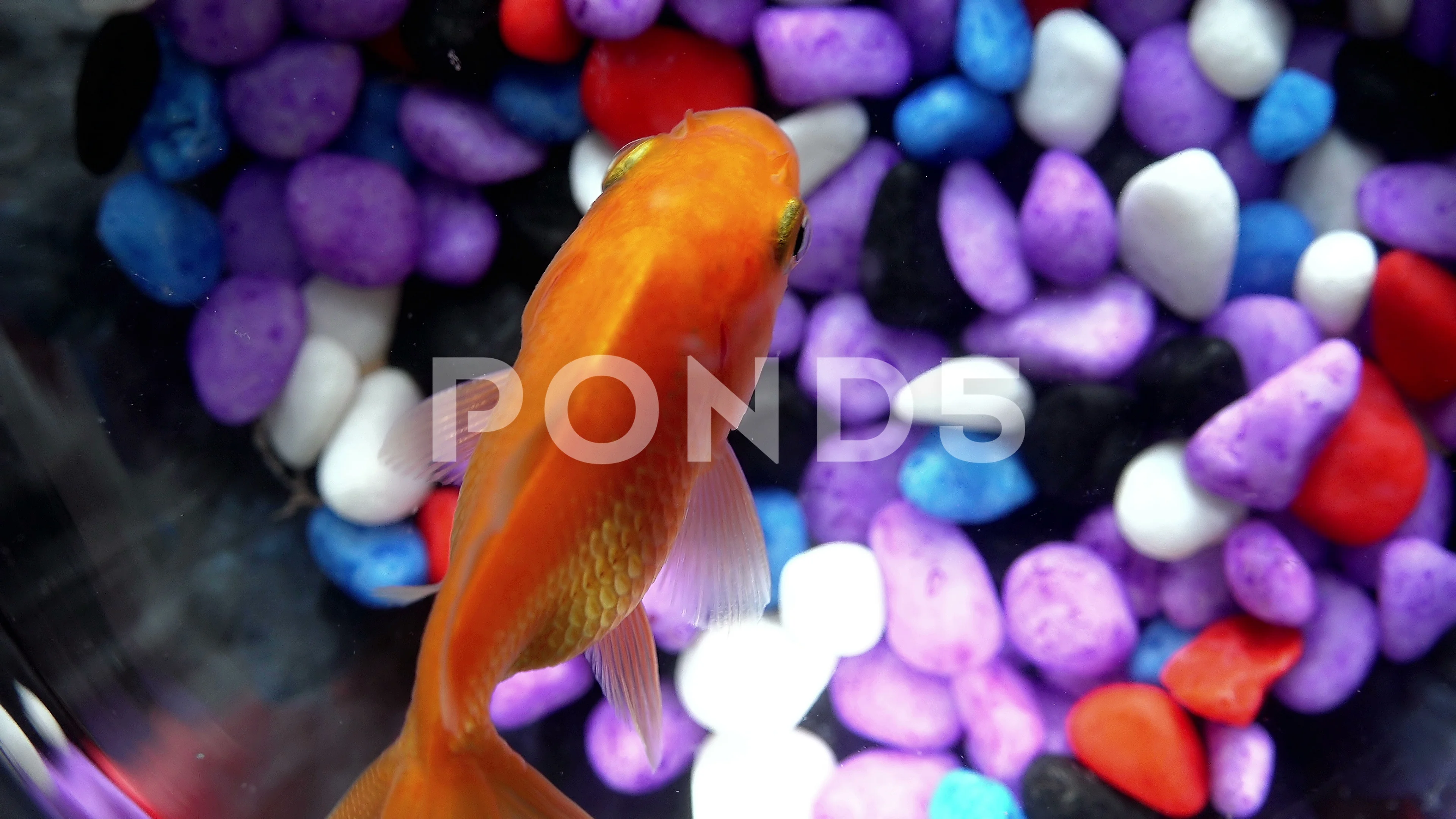 Goldfish stones best sale