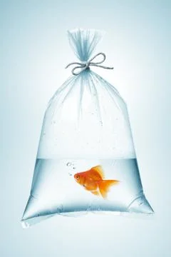 Goldfish in bag Stock Photos
