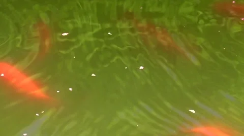 Goldfish being fed close up shot Video stock 52217828