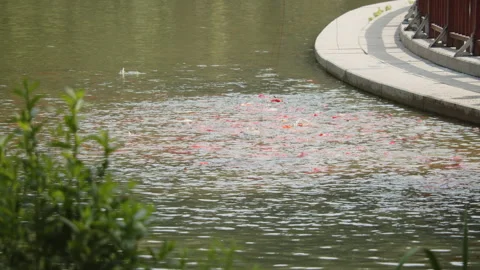 The goldfish being fed in the park splashed with water 動画素材 277374734