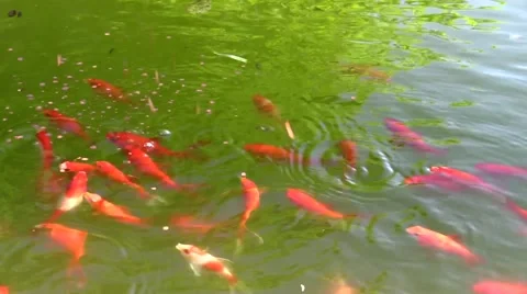Goldfish being fed in a small pond Stock Footage 52217821