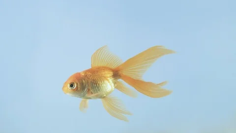 Goldfish on blue background Stock Footage 101714551