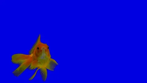 Goldfish on a blue background. 스톡 동영상 116879009