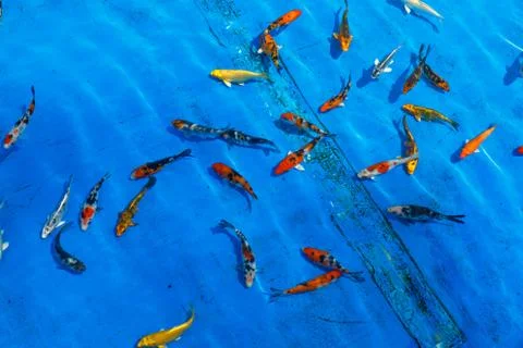 Goldfish on a blue background Stock Photos
