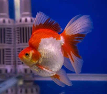 Goldfish in a blue background Stock Photos
