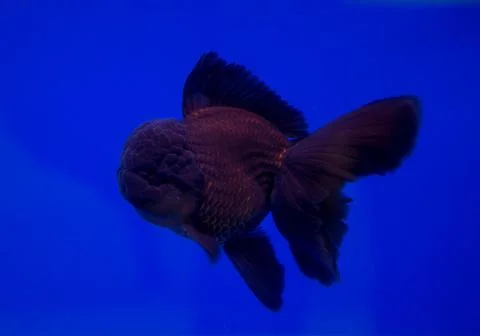 Goldfish in a blue background Foto stock